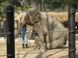 上野動物園の象
