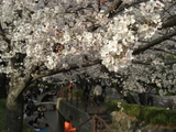 二ヶ領用水の桜と花見客