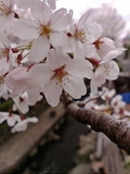 二ヶ領用水の桜