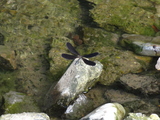 近所の川にいた黒い羽のトンボ