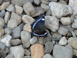 近所の川にいた黒い羽の蝶