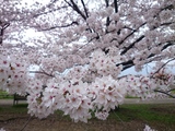 横浜市の桜