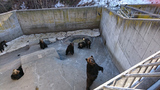 昭和新山熊牧場の熊たち