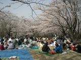 花見客の様子