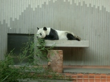 上野動物園のパンダ