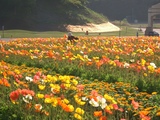 フラワーガーデンで花摘み