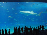 沖縄美ら海水族館の世界一の水槽