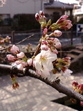 桜の花