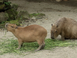 上野動物園のカピバラさん