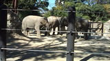 上野動物園の象