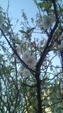 二ヶ領用水の白い桜