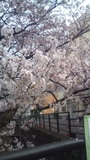 二ヶ領用水の桜