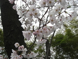 等々力の桜