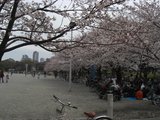 等々力の桜と花見客