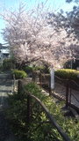 二ヶ領用水の桜