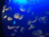 新江ノ島水族館のクラゲ