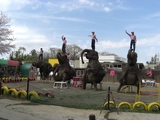 市原ぞうの国の象のショー