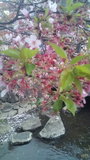 二ヶ領用水の桜