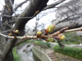 二ヶ領用水の桜