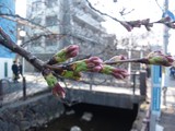 二ヶ領用水の桜