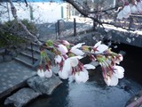 二ヶ領用水の桜