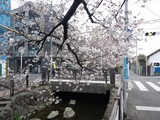 二ヶ領用水の桜