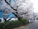 二ヶ領用水の桜