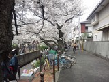 二ヶ領用水の花見その２