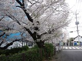 二ヶ領用水の桜