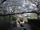 二ヶ領用水の桜