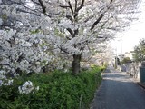 二ヶ領用水の桜