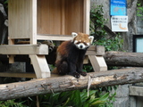 野毛山動物園のレッサーパンダ