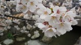 二ヶ領用水の桜