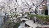 二ヶ領用水の桜