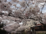 二ヶ領用水の桜