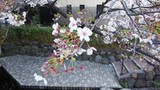 二ヶ領用水の桜