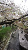 二ヶ領用水の桜