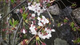 二ヶ領用水の桜