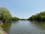 石神井公園、石神井池