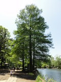 石神井公園の大きな木