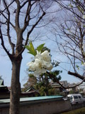 二ヶ領用水の桜