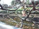 二ヶ領用水の桜