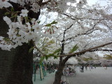 等々力緑地の桜