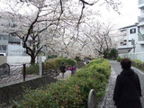 二ヶ領用水の桜