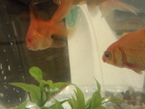 赤斑病らしい金魚