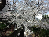 二ヶ領用水の桜