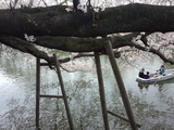 武蔵関公園の桜