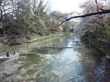武蔵関公園の桜