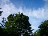 プレミアムおまかせオートで撮影した空と木