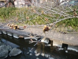 二ヶ領用水の桜